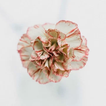 32-e1526353540841 Carnation Flower